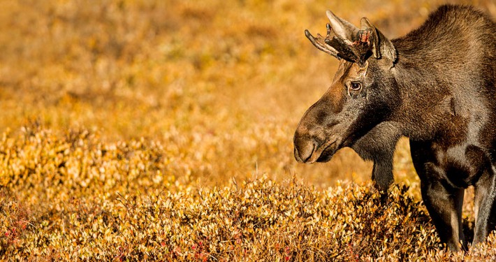 Pic of a Moose: Majestic Wildlife Captured in Stunning Image