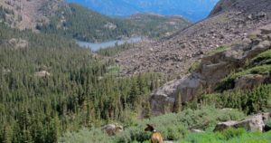 View of Rocky Mountain Wildlife