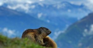 Mountain Marmot